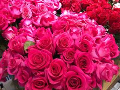 -双季花艺园艺市场(浦东店)