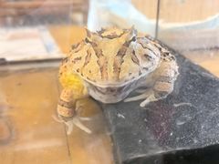 -吉丁鸟咖·异宠·寄养