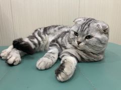 -佳怡动物医院·平价24小时·猫专科骨外科