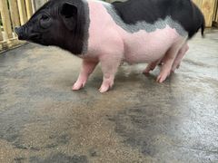 -广州长隆飞鸟乐园