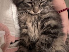 -天使宠物医院·犬猫分诊(彩虹店)