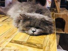 -小时光咖啡馆(开森度假森林店)