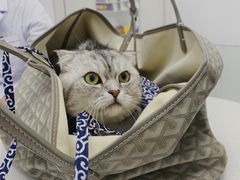 -PETKIT小佩宠物(古北店)