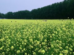 -天津武清北运河郊野公园房车露营地