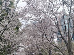 -陆家嘴中心绿地