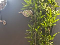 -金狮麟·新豫菜(杏石口路店)