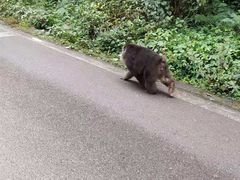 -西岭雪山大飞水景区
