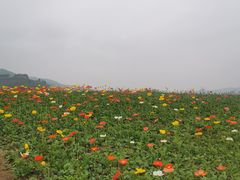 -径山花海