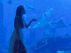 -迪拜帆船酒店海底餐厅