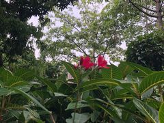 -黄埔荔枝公园