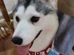 -Husky Go! 哈士奇体验馆·宠物咖啡厅狗咖