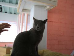 -喵屿·大理花园猫咖