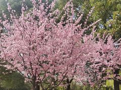 -上海滨江森林公园
