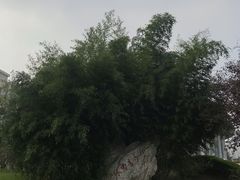 -阿达西新疆餐厅(西北大学店)