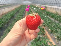 -菊园百果园