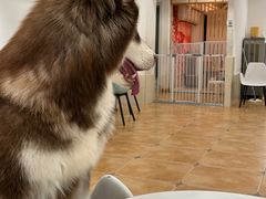 -Let's go狗咖·猫咖·奶狗·桌游(春熙路IFS店)