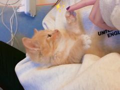 -宠爱国际动物医院· 猫科· 外科·中兽医(长白店)