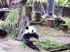 -都江堰中华大熊猫苑