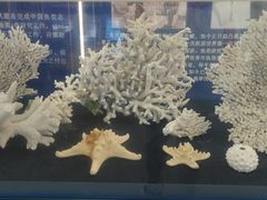 -上海海洋大学鱼文化博物馆(军工路校区)