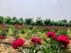 -扬州芍药园(仪征市)