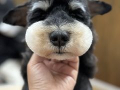 -鑫艺宠物美容培训学校