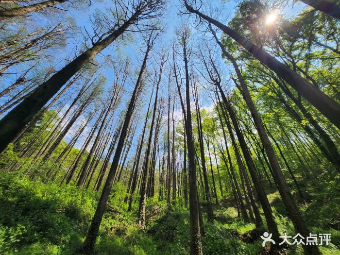 波尔登森林公园图片