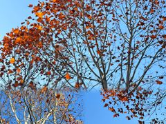 -洋湖国家湿地公园