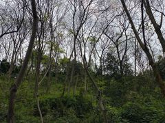-重庆彩云湖湿地公园