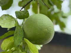 -凤凰山斑鱼馆(恭城店)