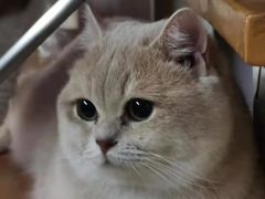 -东方名猫馆·英短金渐层布偶猫舍(环线广场1号楼店)