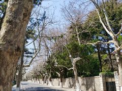 -八大关景区