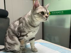 -半岛宠物医院24小时(科华中路店)