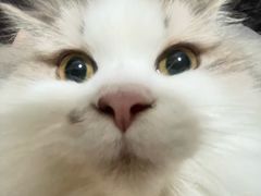 -宠物星动物医院·眼科·异宠·猫专科中心(江南大道总院)