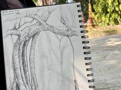 -瑞丽独树成林风景区