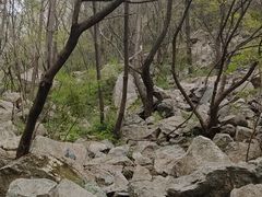 -王顺山国家森林公园