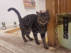 -猫的天空之城概念书店(丽江古城饮玉巷店)