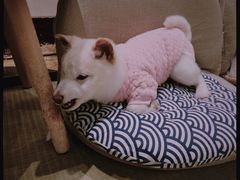 -逗柴咖啡屋·狗咖猫咖宠物桌游