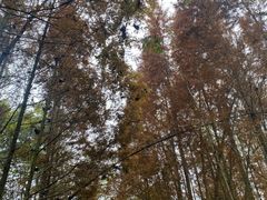 -桤木河湿地公园