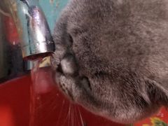 -猫小院猫主题咖啡厅(北锣店)