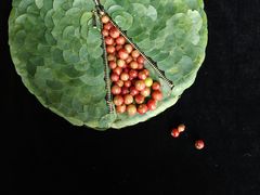 -荷兰布尔玛国际花艺学院