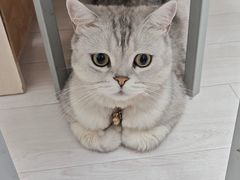 -吉野家(人和香港城店)