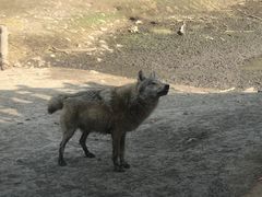 -沈阳森林动物园