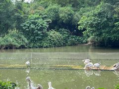 -广州长隆飞鸟乐园