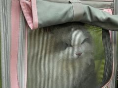 -奈斯宠物医院·核磁CT·异宠专科·内镜(中南店)