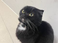 -共舞时光猫咖·狗咖(新街口店)