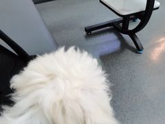 -半岛宠物医院24小时(科华中路店)