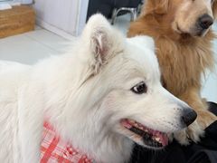 -汪说·狗咖·拼豆·宠物周边DIY(旺城大厦店)