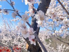 -香山公园