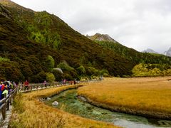 -稻城亚丁景区-冲古草甸