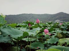 -西湖天地